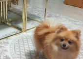 Pomeranain